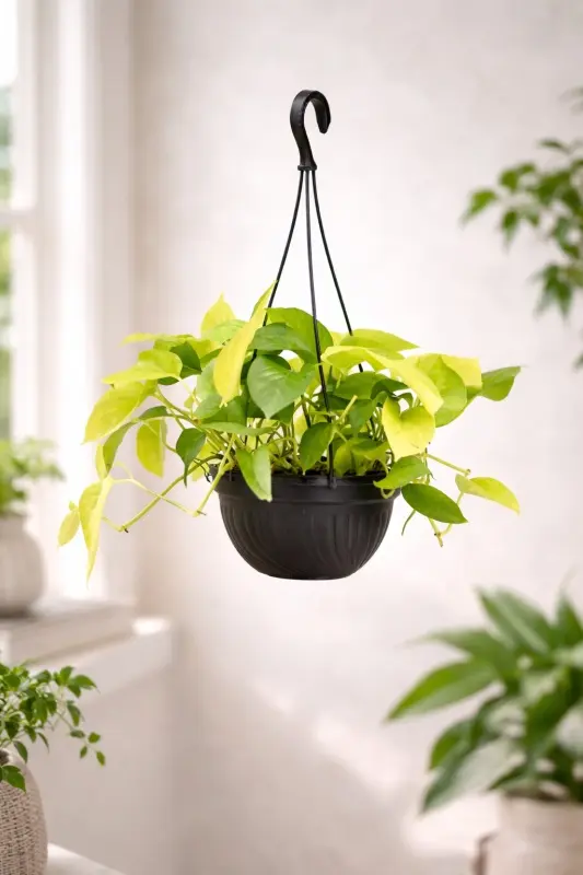 Hanging-Neon-Money-Plant