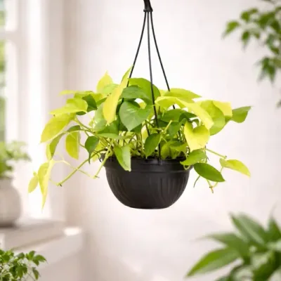 Hanging-Neon-Money-Plant by RedHeart