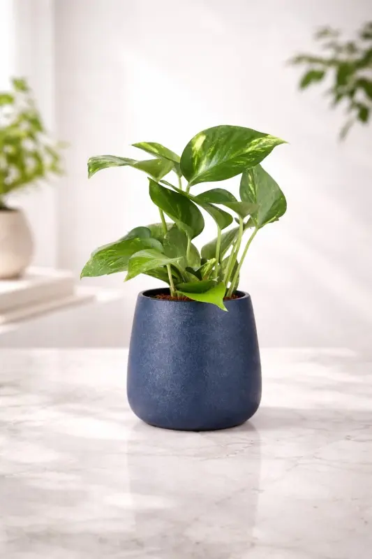 Sapphire-Glow-Money-Plant