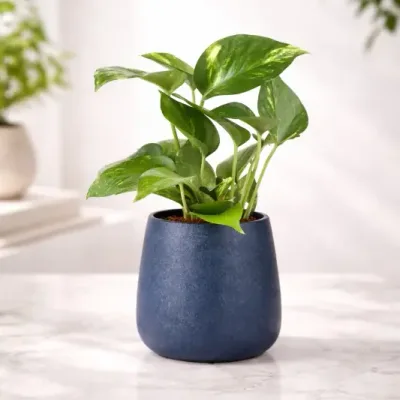 Sapphire-Glow-Money-Plant by RedHeart