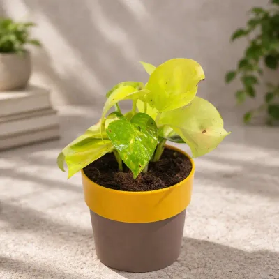 Sunbeam-Neon-Money-Plant by RedHeart