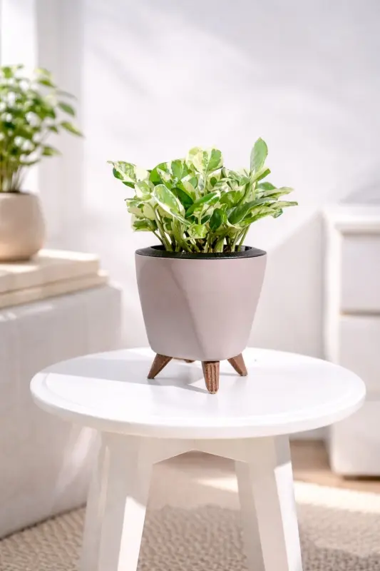 Ivory-Splash-Money-Plant