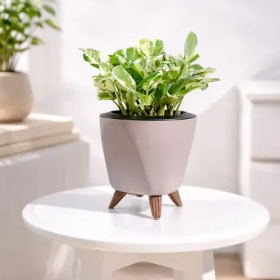 Ivory-Splash-Money-Plant by RedHeart