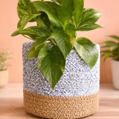 Woven-Charm-Money-Plant by RedHeart