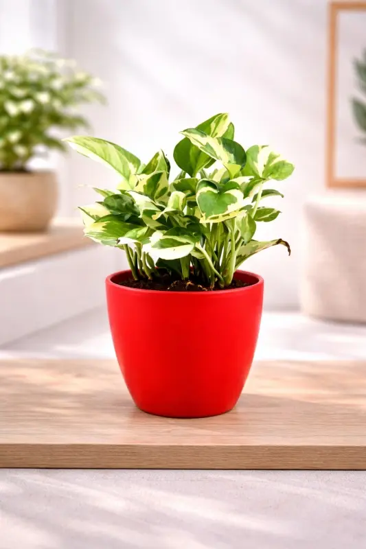 Crimson-Pearl-Money-Plant