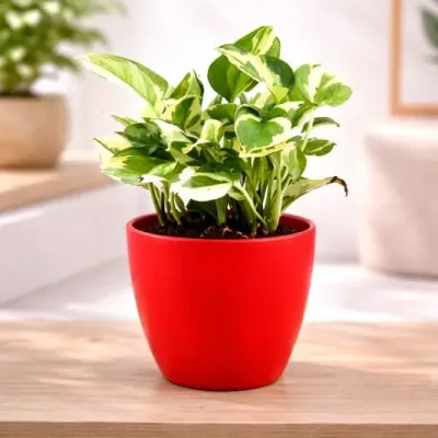Crimson-Pearl-Money-Plant by RedHeart