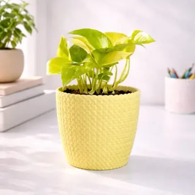 Lemon-Glow-Money-Plant by RedHeart