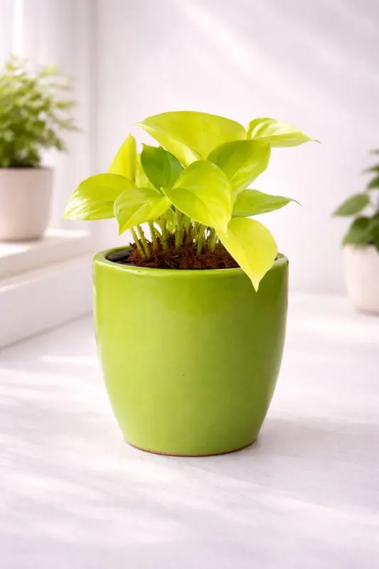 Green-Aura-Neon-Money-Plant