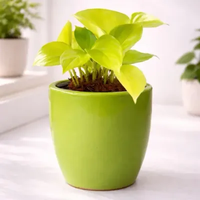 Green-Aura-Neon-Money-Plant by RedHeart
