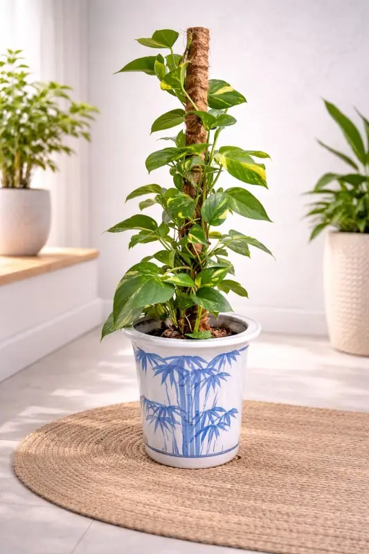 Bamboo-Climb-Money-Plant