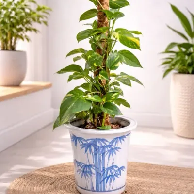 Bamboo-Climb-Money-Plant by RedHeart