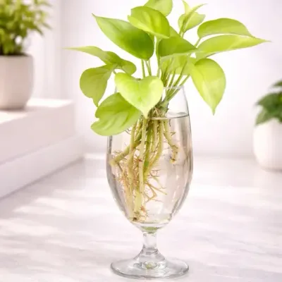 Crystal-Glow-Money-Plant by RedHeart