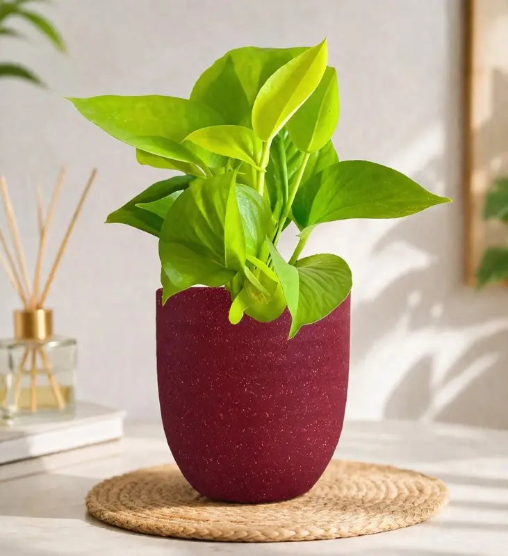 Ruby-Glow-Neon-Money-Plant