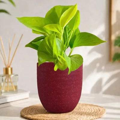 Ruby-Glow-Neon-Money-Plant by RedHeart