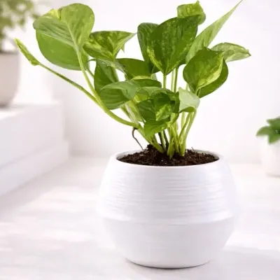 Pearl-Glow-Money-Plant by RedHeart