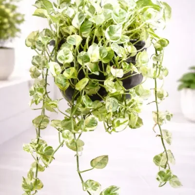 Ivory-Cascade-Money-Plant by RedHeart