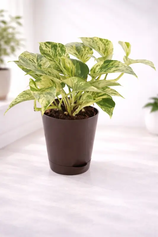 Marble-Glow-Money-Plant
