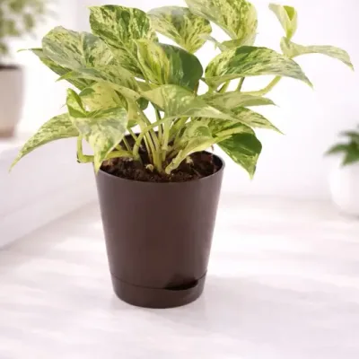Marble-Glow-Money-Plant by RedHeart