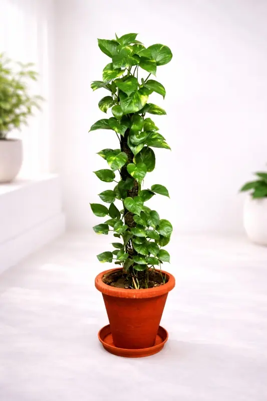 Terracotta-Tower-Money-Plant