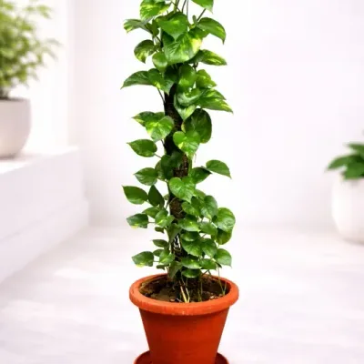 Terracotta-Tower-Money-Plant by RedHeart