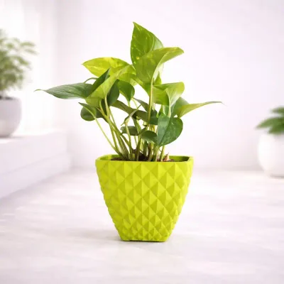 Lime-Prism-Golden-Pothos by RedHeart