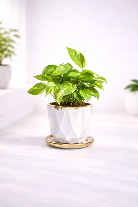 Ivory-Facet-Golden-Pothos
