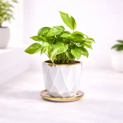 Ivory-Facet-Golden-Pothos by RedHeart