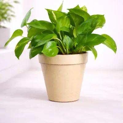 Sandstone-Glow-Golden-Pothos by RedHeart
