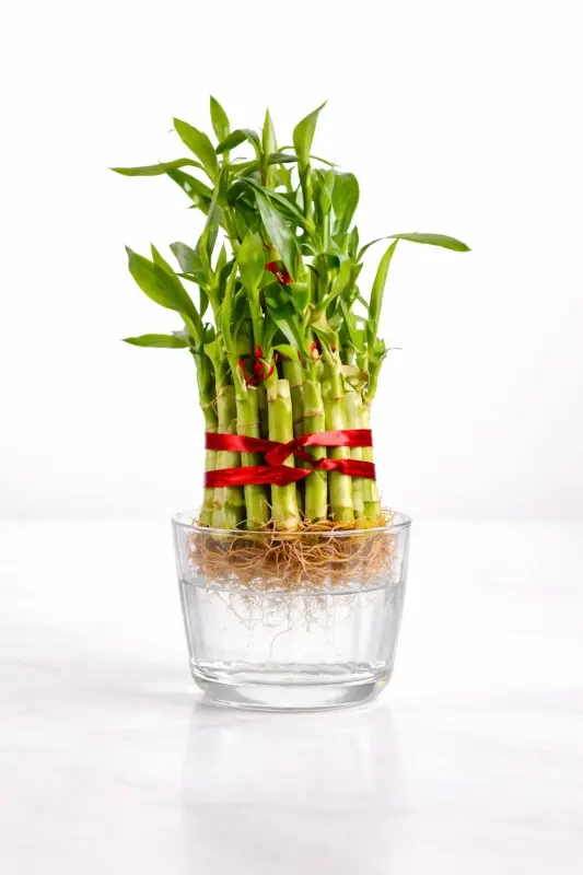 3 Layer Lucky Bamboo