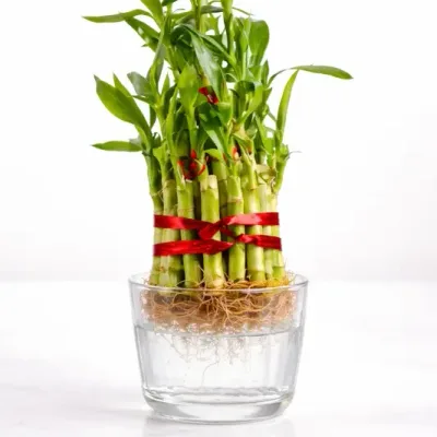 3 Layer Lucky Bamboo by RedHeart