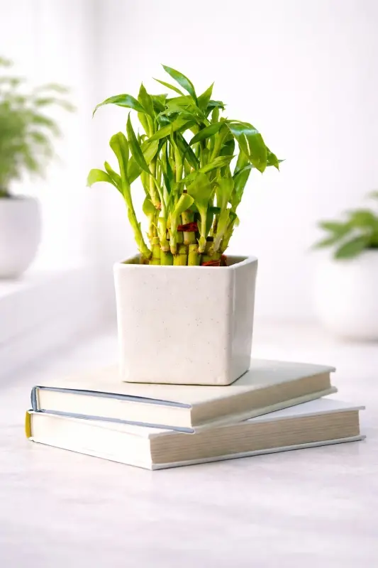 2 Layer Lucky Bamboo