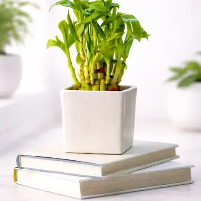 2 Layer Lucky Bamboo by RedHeart