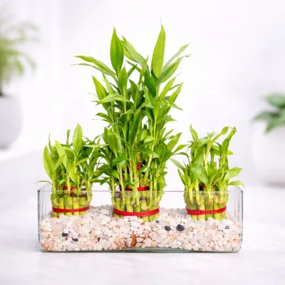 3 Cluster Lucky Bamboo by RedHeart