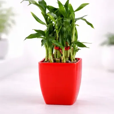 Red Pot Lucky Bamboo by RedHeart