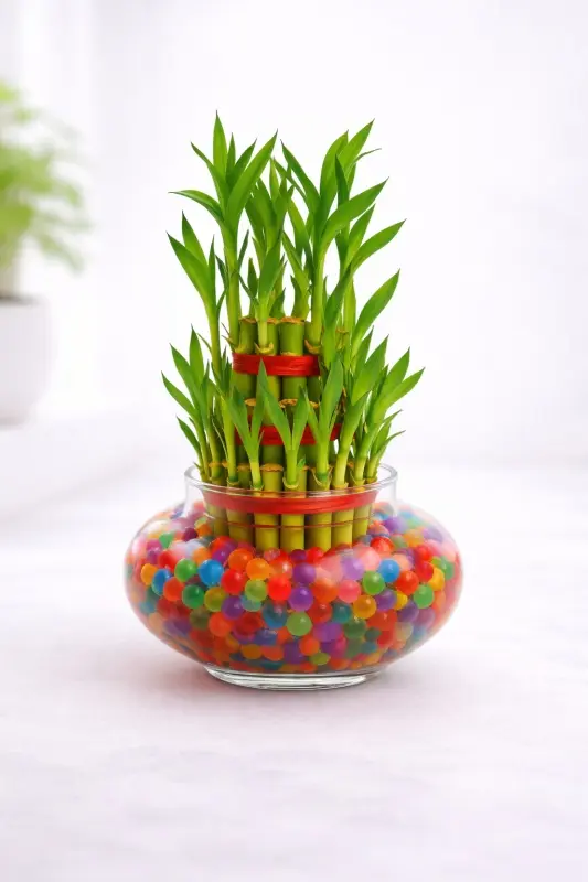 3 Layer Lucky Bamboo in Glass Bowl