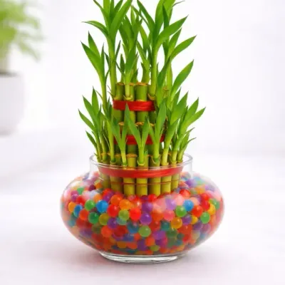 3 Layer Lucky Bamboo in Glass Bowl by RedHeart
