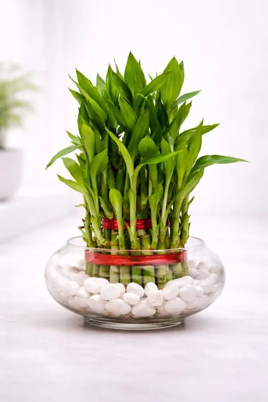 Pebble Lucky Bamboo Bowl