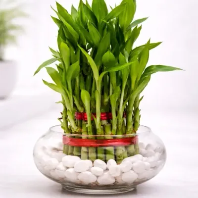 Pebble Lucky Bamboo Bowl by RedHeart