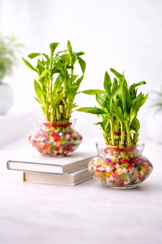 Twin Lucky Bamboo Bowls