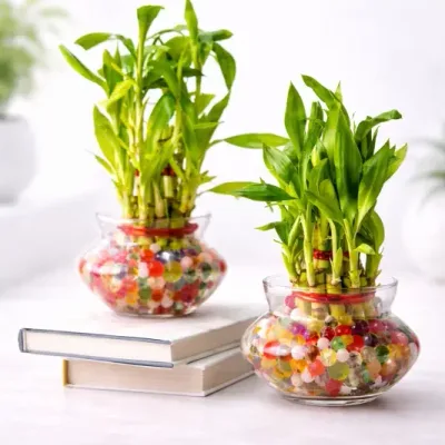 Twin Lucky Bamboo Bowls by RedHeart