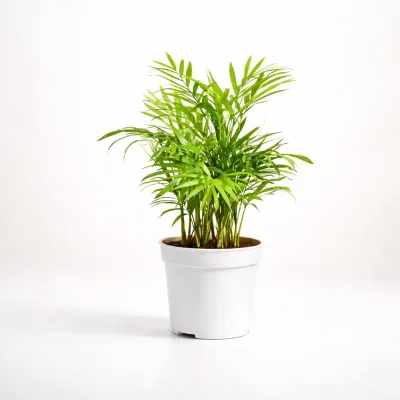 Parlor Palm Plant by RedHeart