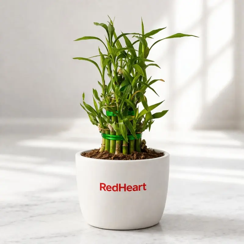 Soil Lucky Bamboo Plant