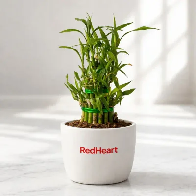 Soil Lucky Bamboo Plant by RedHeart
