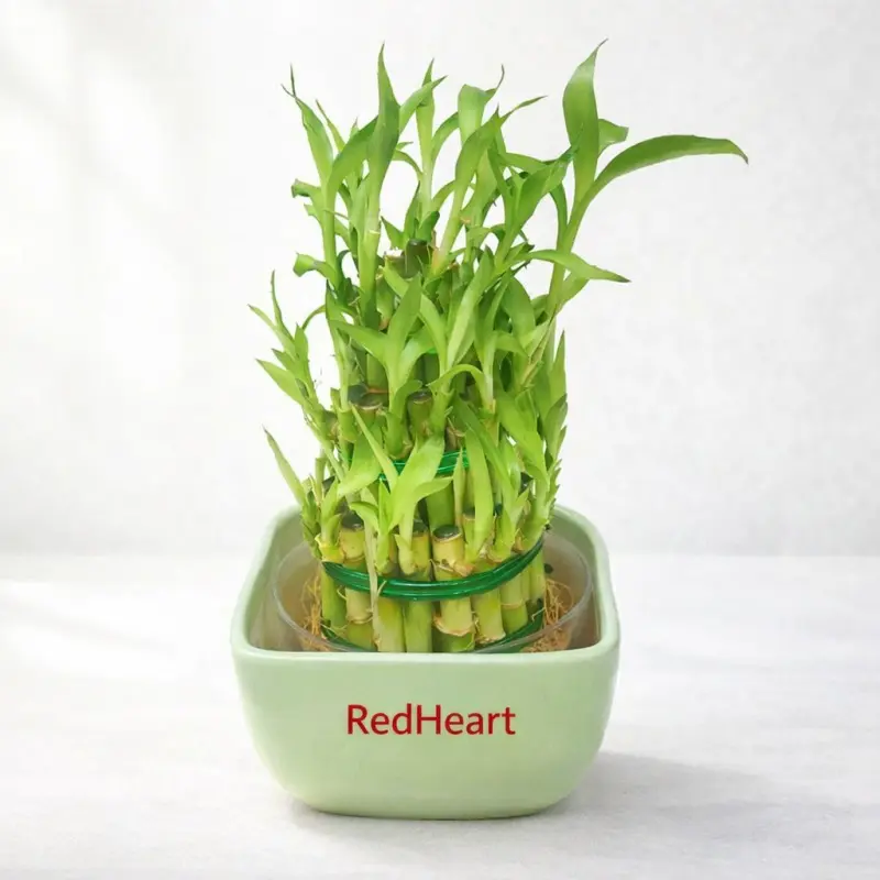 Green Bowl Lucky Bamboo