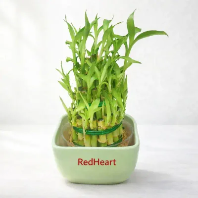 Green Bowl Lucky Bamboo by RedHeart