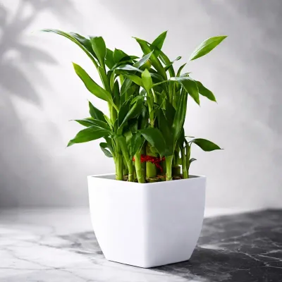 Square Lucky Bamboo Plant by RedHeart