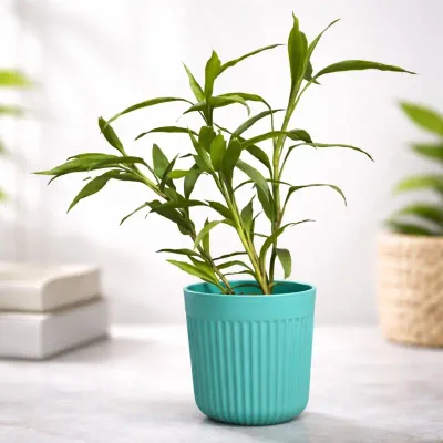 Aqua Lucky Bamboo Plant by RedHeart