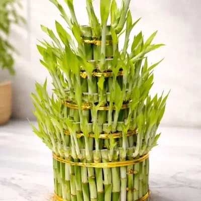 5 Layer Lucky Bamboo Tower by RedHeart