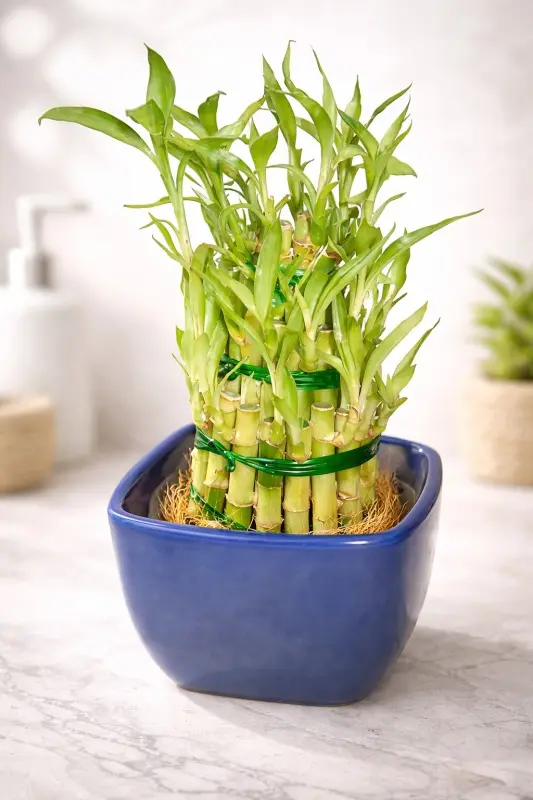Blue Bowl Lucky Bamboo Tower