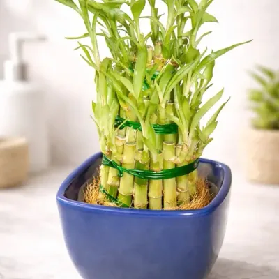 Blue Bowl Lucky Bamboo Tower by RedHeart